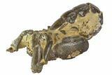 Fossil Mud Lobster (Thalassina) - Australia #95774-1